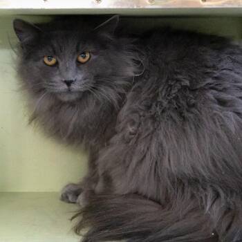Domestic Long Hair Cats Available for Adoption in Mckean, Pennsylvania - Cloudjumper | PetCurious