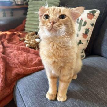 Rescue Domestic Medium Hair Cats for Adoption in Royal Oak, Michigan - Pumpkin | PetCurious