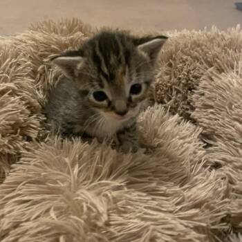 Rescue Domestic Short Hair Cats for Adoption in Riverside, California - Persephone | PetCurious