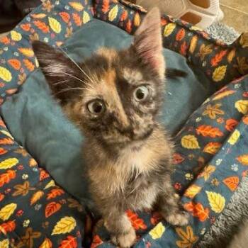 Nebula -  Domestic Short Hair Cat for Adoption in Edwardsville, Illinois - Nebula | PetCurious