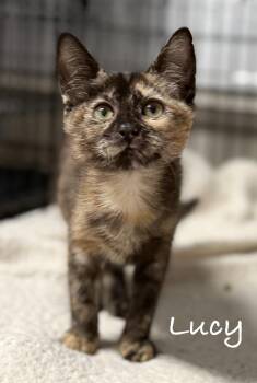 Lucy -  Domestic Short Hair Cat for Adoption in Pawleys Island, South Carolina - Lucy | PetCurious