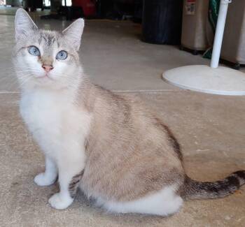 Rescue Siamese Cats for Adoption in Fischer, Texas - Duchess | PetCurious