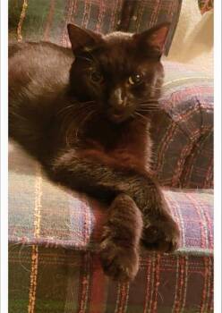 Rescue Domestic Short Hair Cats for Adoption in Hamilton, Ontario - Benny | PetCurious