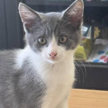 Trek -  Domestic Short Hair Cat for Adoption in Westminster, California - Trek | PetCurious