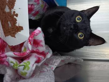 Rescue Domestic Short Hair Cats for Adoption in Winthrop, Maine - Bastet | PetCurious