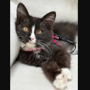Brody Shah -  Domestic Long Hair Cat for Adoption in Morrison, Colorado - Brody Shah | PetCurious