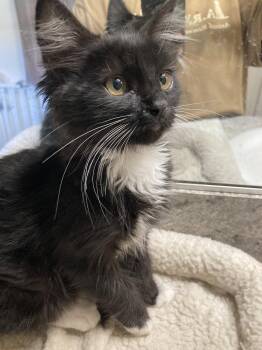 Croissant -  Domestic Medium Hair and Tuxedo Cat for Adoption in San Diego, California - Croissant | PetCurious