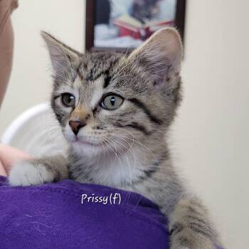 Tabby Cats Available for Adoption in Mazon, Illinois - Prissy | PetCurious