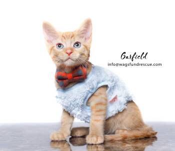Rescue Tabby and Domestic Short Hair Cats for Adoption in Houston, Texas - Garfield | PetCurious