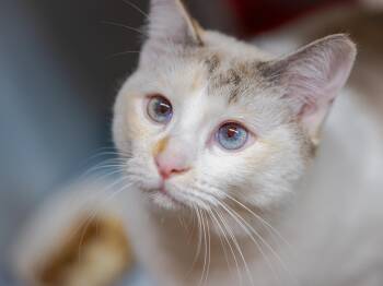 Yuki -  Siamese Cat for Adoption in Hanson, Massachusetts - Yuki | PetCurious