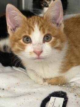 Domestic Short Hair Cats Available for Adoption - Chris | PetCurious