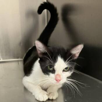 Milly -  Domestic Short Hair Cat for Adoption in Grand Rapids, Michigan - Milly | PetCurious