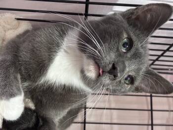 Rescue Domestic Short Hair Cats for Adoption in Albuquerque, New Mexico - Gordito | PetCurious