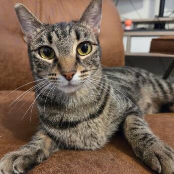 Bonx -  Domestic Short Hair Cat for Adoption in Los Angeles, California - Bonx | PetCurious