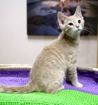 Norbert -  Domestic Short Hair Cat for Adoption in Portage, Wisconsin - Norbert | PetCurious