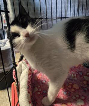 Domestic Short Hair Cats Available for Adoption in Windsor, Connecticut - 2026-36-Mittens McGee | PetCurious