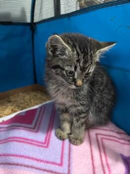 Domestic Short Hair Cats Available for Adoption - Coconut | PetCurious