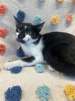 Columbia -  Domestic Short Hair Cat for Adoption in Denham Springs, Louisiana - Columbia | PetCurious