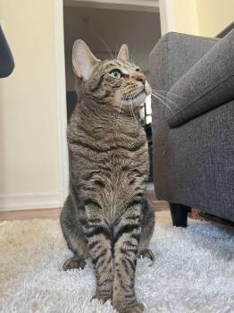 Rescue Domestic Short Hair Cats for Adoption in New York, New York - Babou | PetCurious