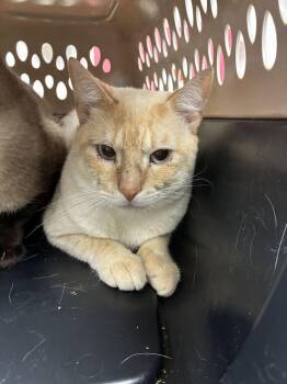 Habanero -  Siamese Cat for Adoption in Marietta, Georgia - Habanero | PetCurious