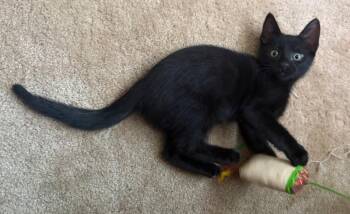Fester -  Bombay and Domestic Short Hair Cat for Adoption in San Juan Capistrano, California - Fester | PetCurious