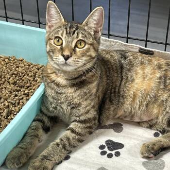 Rescue Tabby and Calico Cats for Adoption in Lampasas, Texas - Snow | PetCurious