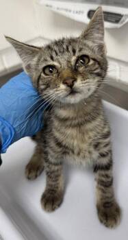 Lincoln -  Domestic Short Hair Cat for Adoption in Oakland, California - Lincoln | PetCurious