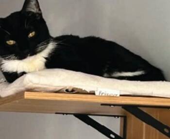 Tuxedo Cats Available for Adoption - Josie | PetCurious