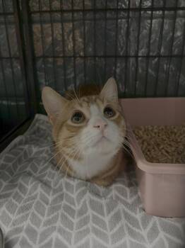 Domestic Short Hair and Tabby Cats Available for Adoption - Brave | PetCurious