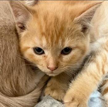 Hera -  Domestic Short Hair Cat Available for Adoption in Little Falls, Minnesota - Hera | PetCurious
