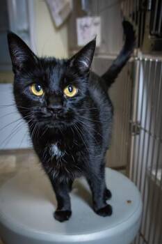 Domestic Short Hair Cats Available for Adoption in Greenville, Delaware - Zeke (FCID# 06/01/2023 - 34 Trainer) C | PetCurious