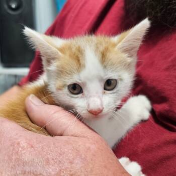 Rescue Domestic Short Hair Cats for Adoption in Corydon, Indiana - Ruby | PetCurious