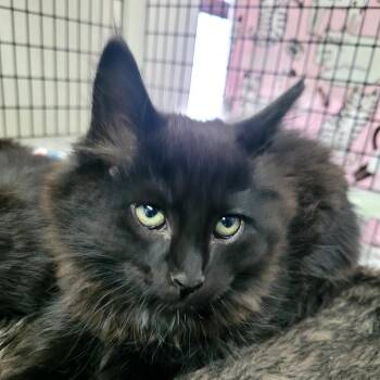 Topaz (blue) -  Domestic Medium Hair Cat Available for Adoption in Belfair, Washington - Topaz (blue) | PetCurious