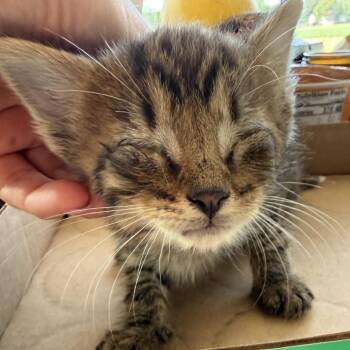 Eclipse (in Stevensville, MD) -  Domestic Short Hair Cat for Adoption - Eclipse (in Stevensville, MD) | PetCurious