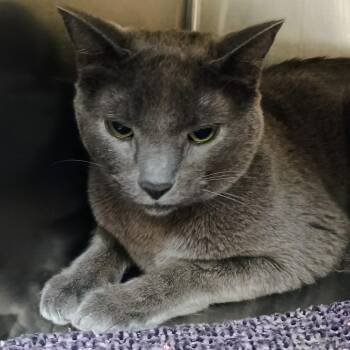 Russian Blue Cats Available for Adoption in Palestine, Texas - Gibson | PetCurious