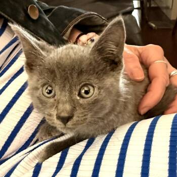 Russian Blue Cats Available for Adoption in Long Beach, California - Silver | PetCurious