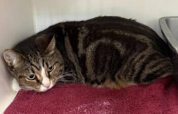 Stevie -  Domestic Short Hair Cat for Adoption in Rochester, Indiana - Stevie | PetCurious
