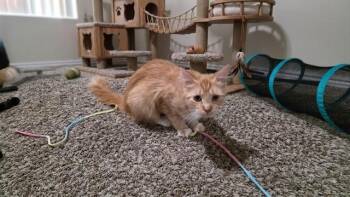 MAMA GINGER -  Domestic Long Hair Cat for Adoption in Colorado Springs, Colorado - MAMA GINGER | PetCurious