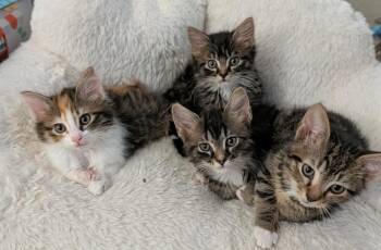 Pretzel26 -  Domestic Short Hair Cat Available for Adoption in Youngsville, North Carolina - Pretzel26 | PetCurious