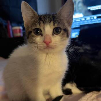 Rescue American Wirehair Cats for Adoption - JUNO | PetCurious