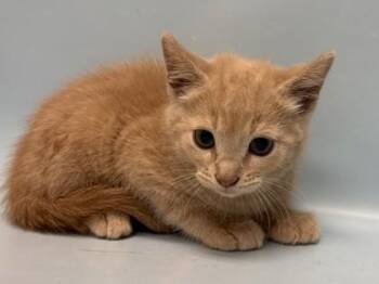 Jake -  Domestic Short Hair Cat for Adoption in Woodbury, Minnesota - Jake | PetCurious