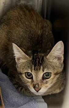 Saffron -  Domestic Short Hair Cat for Adoption in Roseville, California - Saffron | PetCurious