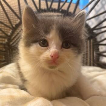 Parker -  Domestic Long Hair Cat for Adoption in Lewisville, Texas - Parker | PetCurious