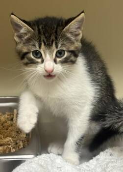 Stanford (blue polish) -  Domestic Short Hair Cat for Adoption in Chamblee, Georgia - Stanford (blue Polish) | PetCurious