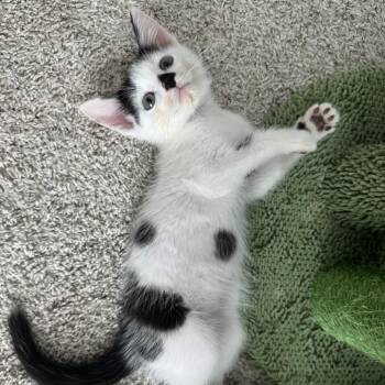 Dean Di Laurentis -  Domestic Short Hair Cat for Adoption in Cumming, Georgia - Dean Di Laurentis | PetCurious