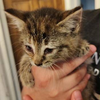 Elara -  Domestic Short Hair Cat for Adoption in Monroe, Michigan - Elara | PetCurious