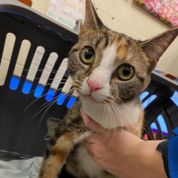 Domestic Short Hair Cats Available for Adoption - Gypsy | PetCurious