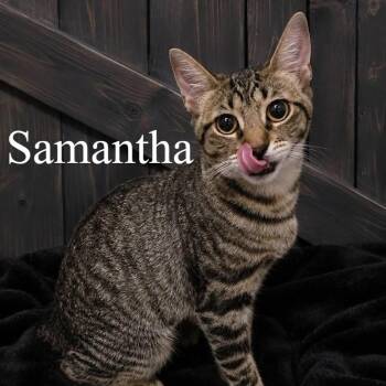 Samantha -  Domestic Short Hair Cat for Adoption in San Tan Valley, Arizona - Samantha | PetCurious