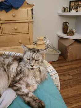 Zsa Zsa & Eva -  Maine Coon Cat for Adoption in Laguna Niguel, California - Zsa Zsa & Eva | PetCurious