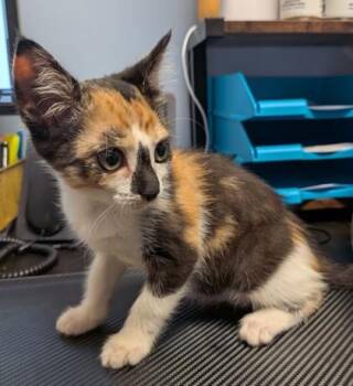 Maris -  Domestic Short Hair Cat for Adoption in Chamblee, Georgia - Maris | PetCurious